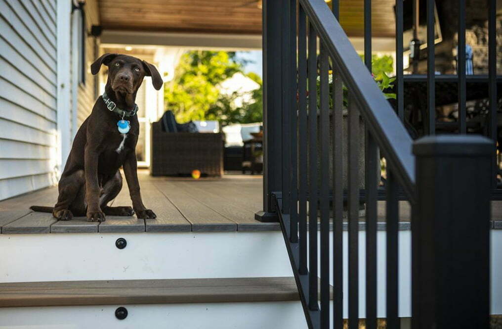 stairs of deck with puppy